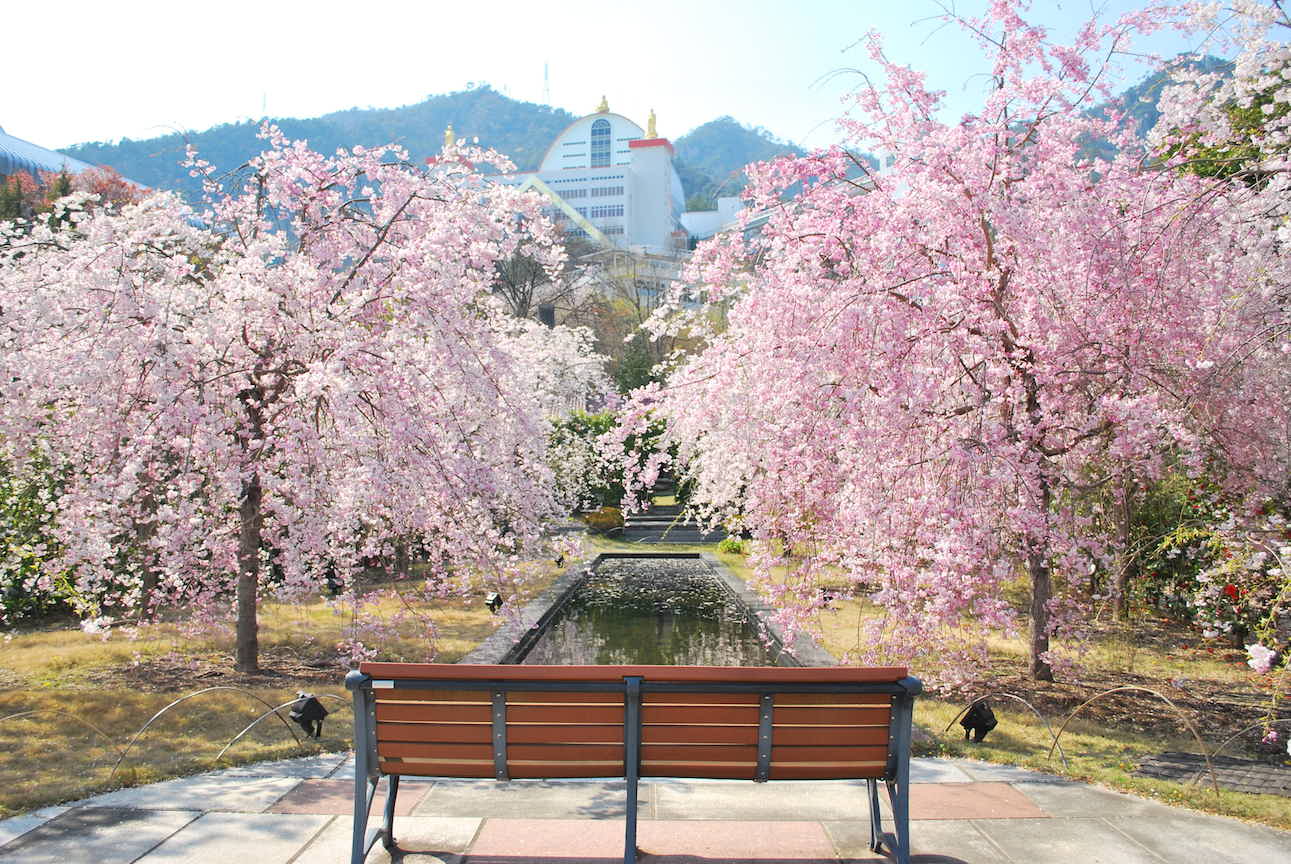 桜吹雪に包まれる遊歩道 海の見える杜美術館 広島 海の見える杜美術館 うみもりブログ