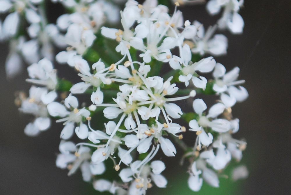 セリ 芹 Oenanthe Javanica 7 8月 広島 海の見える杜美術館 うみもりブログ