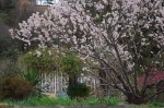 20150320桜の花が満開です (4)