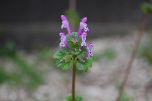 ハコベ 繁縷 ホトケノザ 仏の座 春の七草 広島 海の見える杜美術館 うみもりブログ