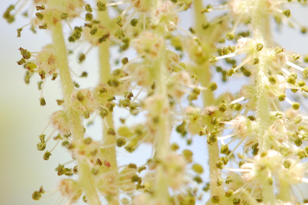 コナラ 小楢 雄花 Quercus Serrata 4 5月 広島 海の見える杜美術館 うみもりブログ