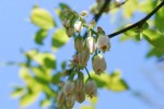 20150424春の樹木の花-ブルーベリー-2