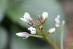 20160219オオバタネツケバナ（大葉種漬花）の花-2