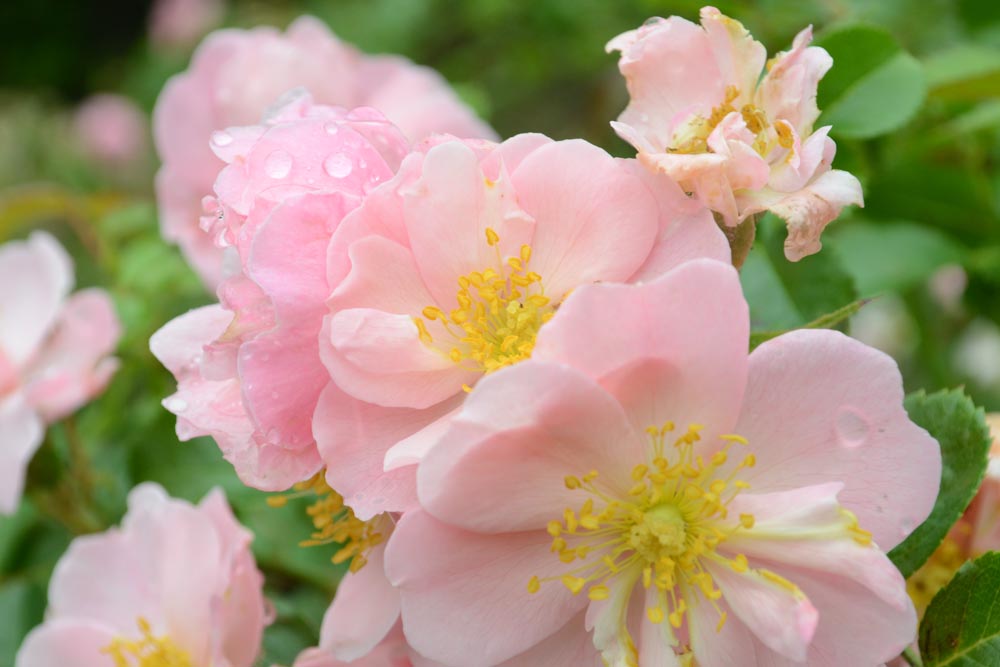 6月の花３ バラ クイーンマザー 広島 海の見える杜美術館 うみもりブログ