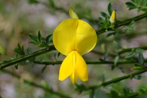 エニシダ 金雀枝 の花が咲きました 広島 海の見える杜美術館 うみもりブログ