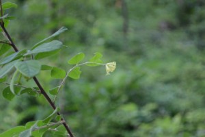 ガンピ 雁皮 の花 広島 海の見える杜美術館 うみもりブログ