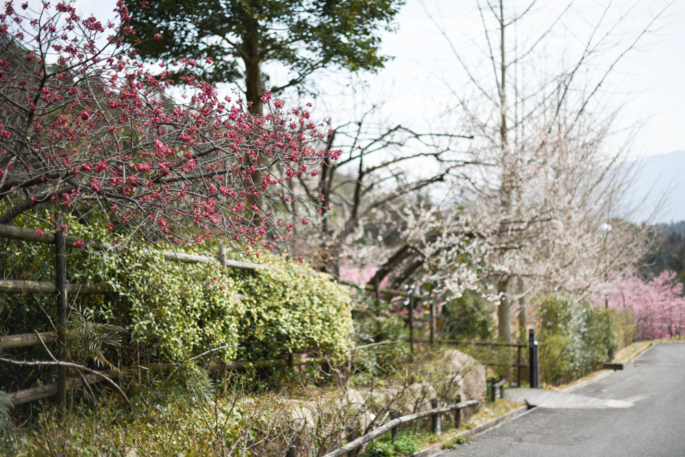 カンヒザクラ ヒカンザクラ 寒緋桜が咲き始めました 1 広島 海の見える杜美術館 うみもりブログ