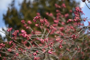 カンヒザクラ 寒緋桜 ヒカンザクラともいう が咲き始めました 広島 海の見える杜美術館 うみもりブログ