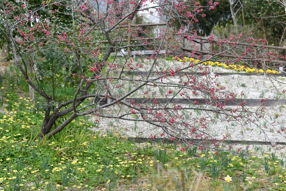 カンヒザクラ ヒカンザクラ 寒緋桜が咲き始めました 3 広島 海の見える杜美術館 うみもりブログ
