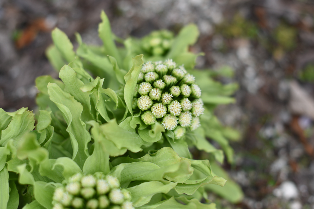 フキノトウ 蕗の薹 フキ 蕗 の花とミツバチ 蜜蜂 2 広島 海の見える杜美術館 うみもりブログ