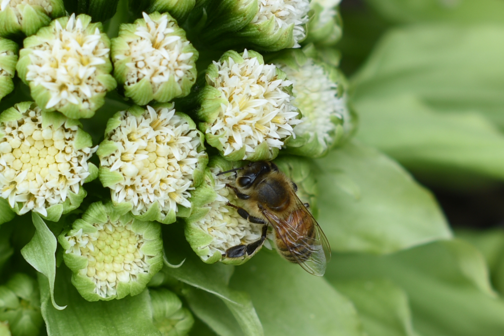 フキ 蕗 Petasites Japonicus 3 5月 広島 海の見える杜美術館 うみもりブログ