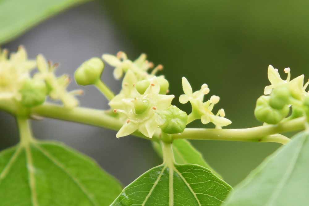 被ばくしたナツメ 棗 学名 Ziziphus Jujuba の木の花 2 広島 海の見える杜美術館 うみもりブログ