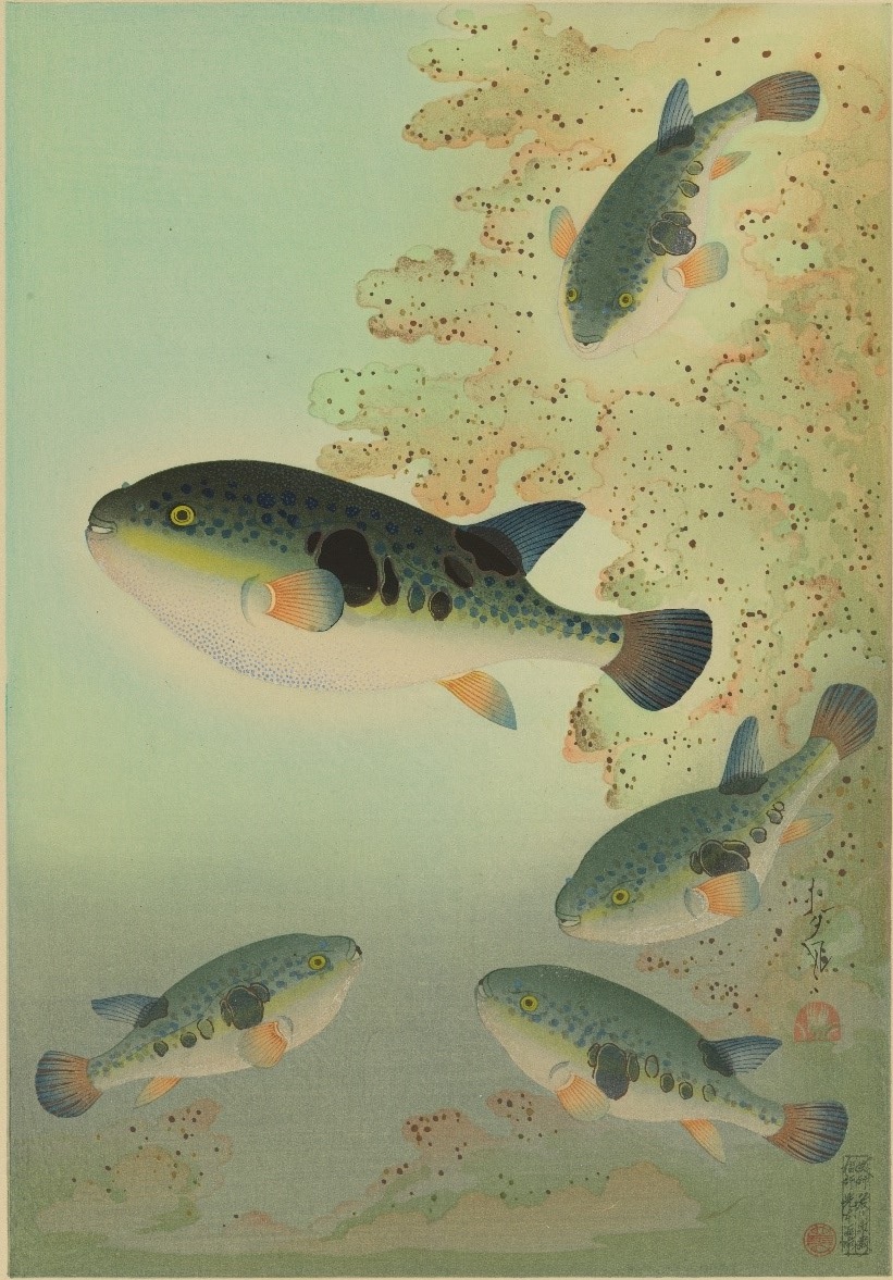 大野麥風『大日本魚類画集』「フグ」