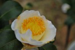 20140325ツバキ‘カモホンナミ’	椿‘加茂本阿弥’	Camellia‘Kamo-hon-nami’	 12～4月
