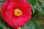 ツバキ‘アカシガタ’	椿‘明石潟’	Camellia‘Akashigata’	 12～4月