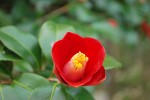 ヤブツバキ	藪椿	Camellia japonica	 12～4月