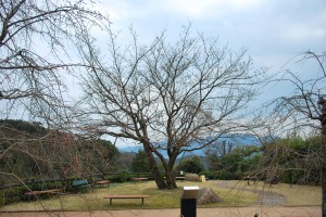 遊歩道20140325 (5)