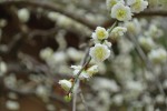 20140325ウメ‘シラタキシダレ’	梅‘白滝枝垂れ’	Prunus mume‘Shiratakishidare’	2～3月