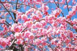 遊歩道の梅たち〜八部咲き〜-2