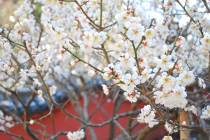 遊歩道の梅たち〜八部咲き〜-3