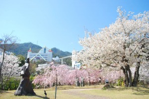 20140402桜情報④ (1)