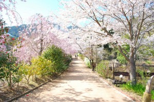 20140402桜情報④ (2)