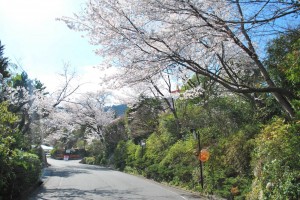 20140402桜情報④ (3)