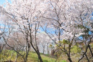 20140402桜情報④ (4)