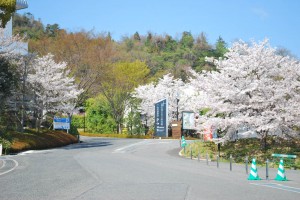 20140402桜情報④ (8)