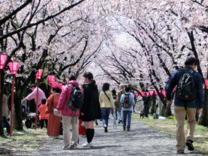 20140406「はつかいち桜まつりに行って来ました」-1