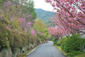 20140419 移り変わりゆく遊歩道景色 (1)