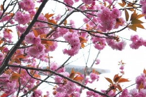 20140419 移り変わりゆく遊歩道景色 (2)