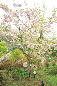 20140419 移り変わりゆく遊歩道景色 (4)