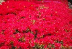 サツキ‘サツマベニ’	皐月‘薩摩紅’	Rhododendron indicum‘Satsuma-beni’	5～7月