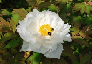 20140427 柏の新芽が出てきました (7)