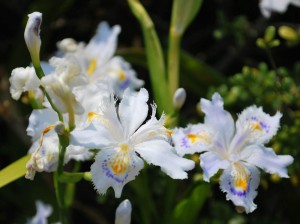 20140427 柏の新芽が出てきました (8)