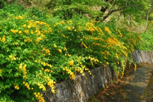 20140427 柏の新芽が出てきました (9)