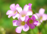 00ムラサキカタバミ	紫片喰	Oxalis corymbosa	5～7月