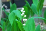 20140509スズラン	鈴蘭	Convallaria majalis	4～5月