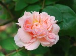 バラ‘マサコ’		Rosa‘AUSmak‛	5～10月