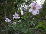 179 	ササユリ	笹百合	Lilium japonicum	7～8