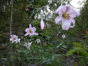 20140522里山に茂る山野草 (1)