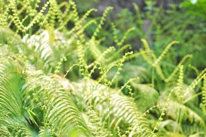 20140522里山に茂る山野草 (2)