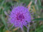 ノアザミ	野薊	Cirsium japonicum	5～8月