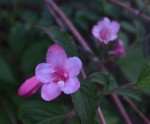 20140522タニウツギ	谷空木	Weigela hortensis	5～6月