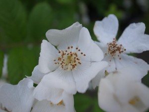 20140522里山に茂る山野草 (5)