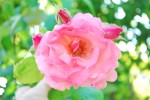 バラ‘クイーン・エリザベス’		Rosa‘Queen Elizabeth‛	5～6月