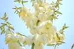 20140529アツバキミガヨラン	厚葉君が代蘭	Yucca gloriosa	5～6月