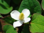 20140531ドクダミ	蕺草	Houttuynia cordata	6月～7月