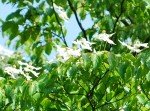 20140601ヤマボウシ	山法師	Cornus kousa	5～7月